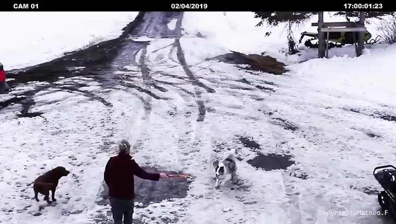 Un chien empêche un petit chiot de se faire écraser par une voiture