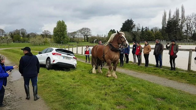 Un cheval de trait sort une voiture du fossé (Lamballe)