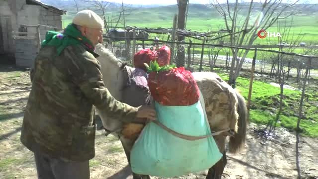 Baharın Müjdecisi Gülbahar Bitkisi Havaların Isınmasıyla Birlikte Kendini Gösterdi