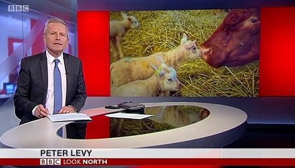 BBC1_Look North (East Yorkshire & Lincolnshire) 5Mar19 - sheep taken & butchered