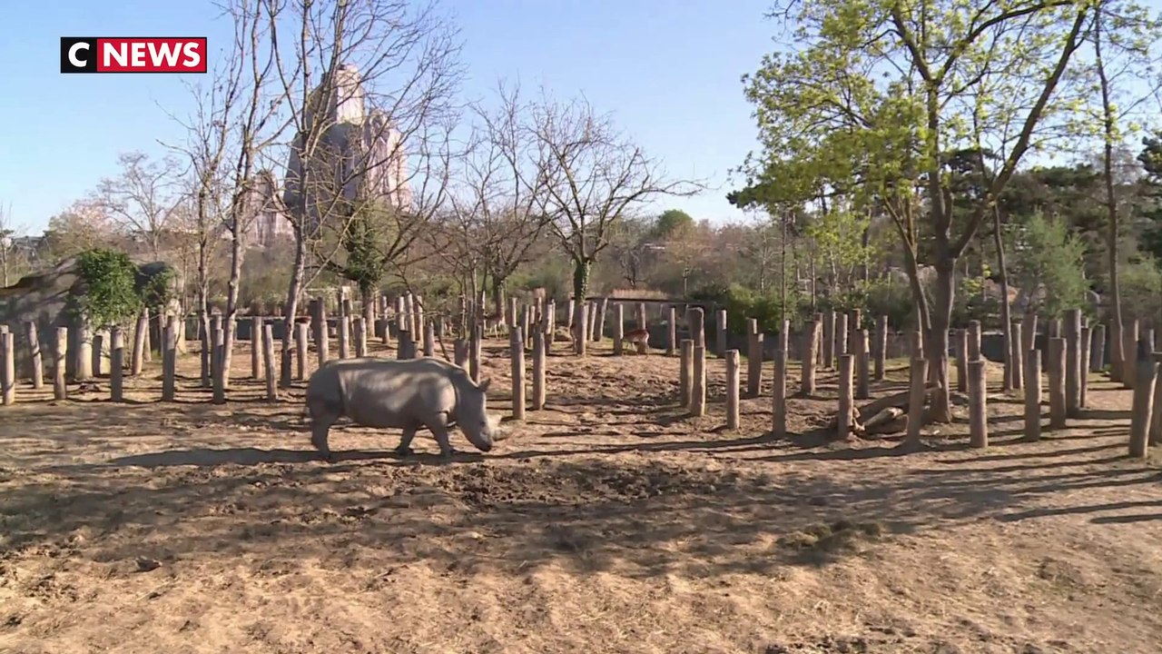 Au parc zoologique de Paris on soigne les animaux par le jeu