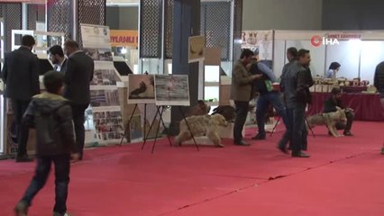 Yaban Hayvanlarının Tahniti Hayran Bırakıyor