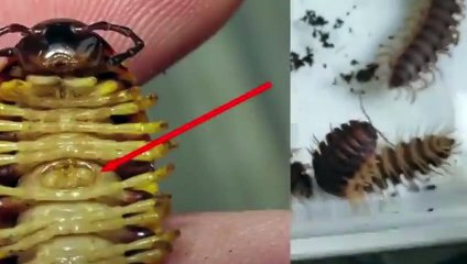 완도출장안마 -후불100%ョØ1Øq2671c8135｛카톡CT369｝완도전지역출장마사지샵'예약'완도출장qc안마es완도출장안마 cos여3완도출장마사지황형▨¶완도콜걸