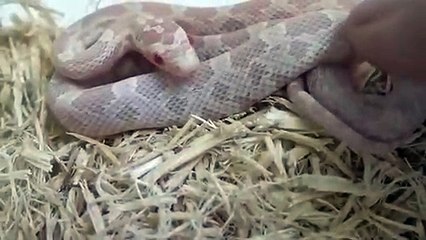 당진출장안마 -후불100%ョ Ø7Øq5222w78Ø2｛카톡11982｝당진전지역출장마사지샵'예약'당진출장qc안마es당진출장안마 cos여3당진출장마사지황형スズセ당진콜걸