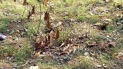 Squirrel  video .गिलहरी वीडियो।