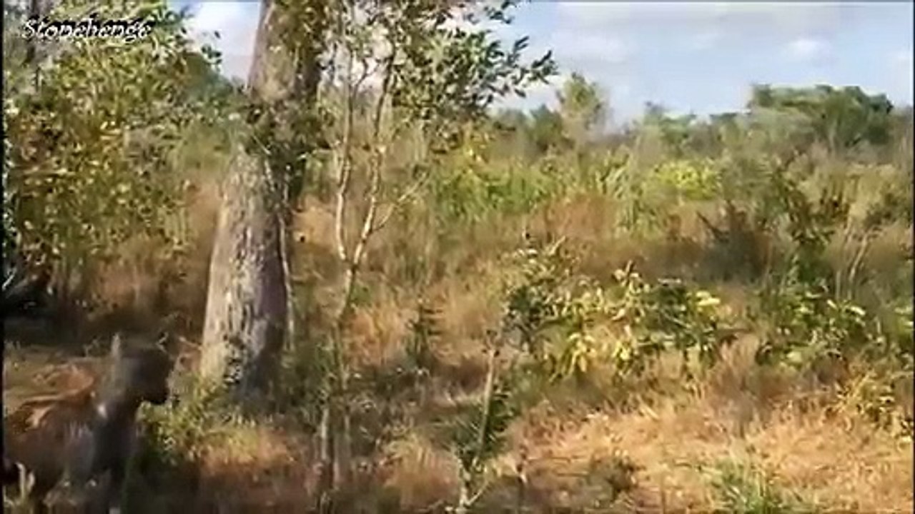 Hungry Leopard Meets Hyena with Prey