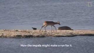 Impala faces crocodile, hippo in an impossible standoff