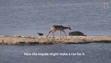 Impala faces crocodile, hippo in an impossible standoff