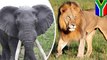 Pemburu badak diinjak gajah dan dimakan singa - TomoNews