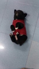 Puppy wear clothes and make funny