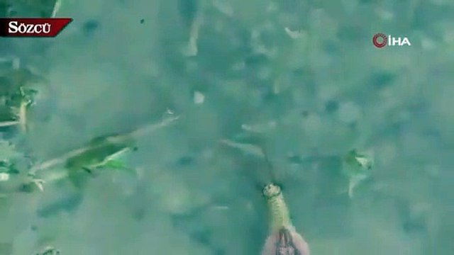 İran’da 200 milyon yıllık ‘yaşayan fosil’ görüldü