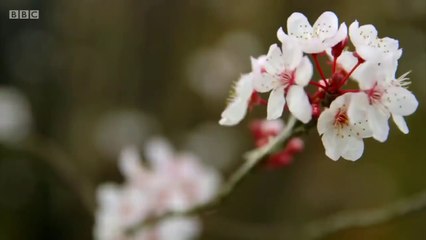 Mary Berry’s Easter Feast_ Season 1 — Episode 2