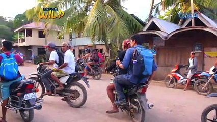 Born to Be Wild: Saltwater crocodile of Catagupan Lake in Balabac, Palawan