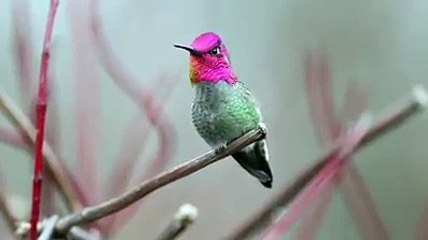 Bird that changes colour every second.