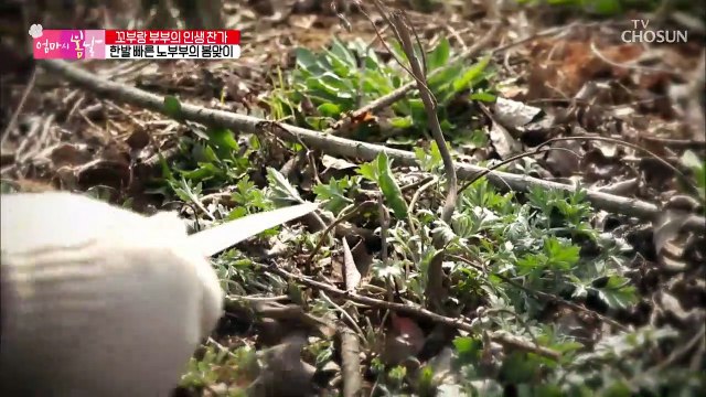 꼬부랑 부부의 봄맞이 쑥 캐기& 노래 한 곡조♬ [엄마의 봄날] 187회 20190414