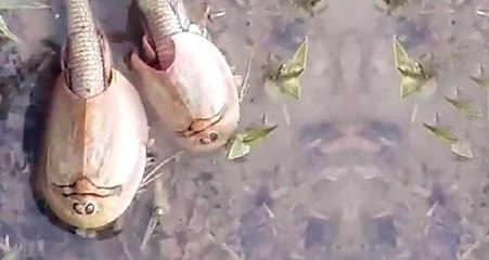 İran'da 200 Milyon Yıllık Yaşayan Fosil Görüldü