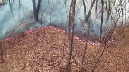 홧김에 산불 낸 40대 입건...신고자 행세도 / YTN