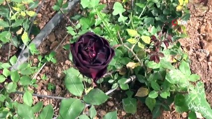 Halfeti’ye özgü Karagül açmaya başladı