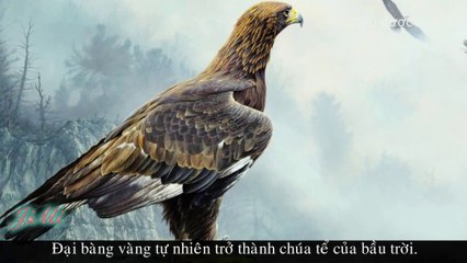 Đại Bàng Vàng & Những Trận Đi Săn Kinh Điển