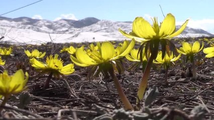 Kar Çiçekleri Doğayı Süsledi