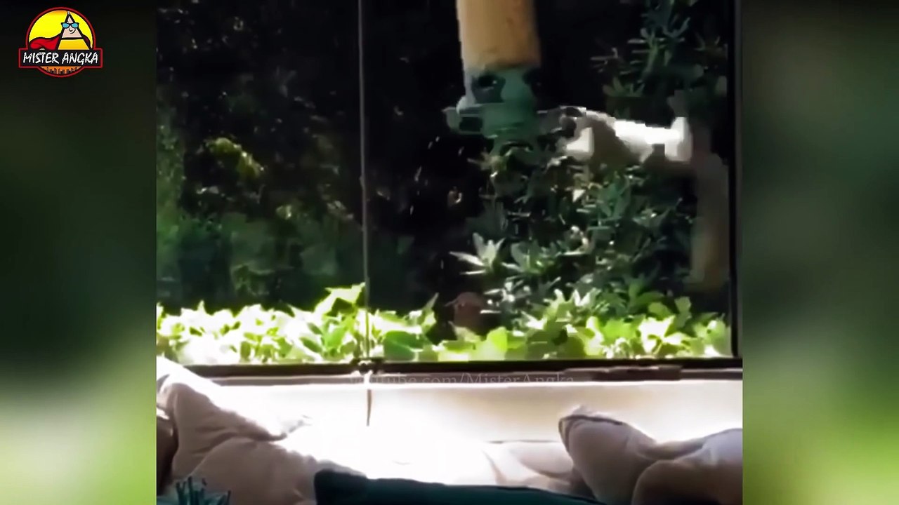 Video Tingkah Lucu Hewan Bikin Gemes Lucunya Bikin Ngakak - YouTube