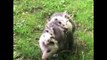 Cutest baby animals Videos Compilation cute moment of the animals - Cutest Animals #6 - YouTube