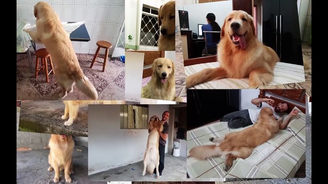 Pastor Alemão e os Bebês...É recomendado- Vejam.. - YouTube