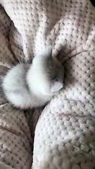 The kitten is soooooo cute.