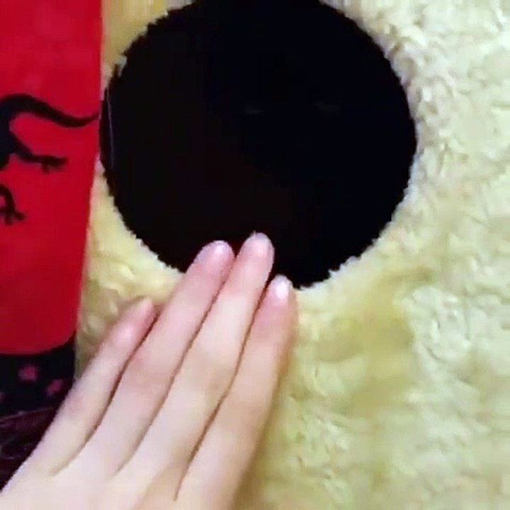 和小猫一起玩