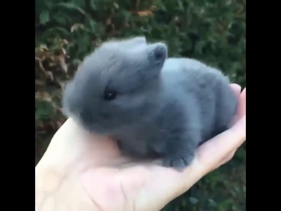 Cute baby animals Videos Compilation cute moment of the animals - Cutest Animals