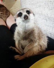 Un suricate s'endort sur les jambes d'une femme