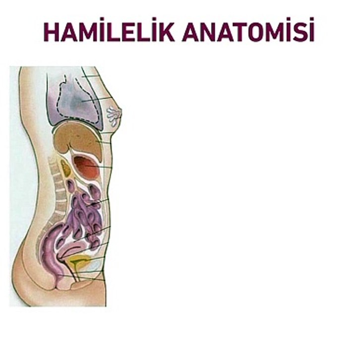 Hamilelik anatomisi - www.irfantarhan.com