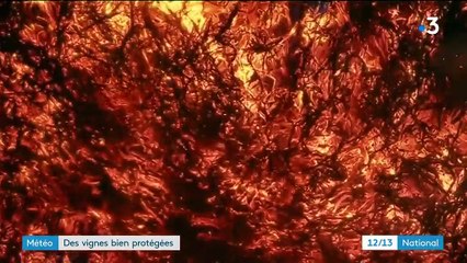 Météo : des vignes bien protégées