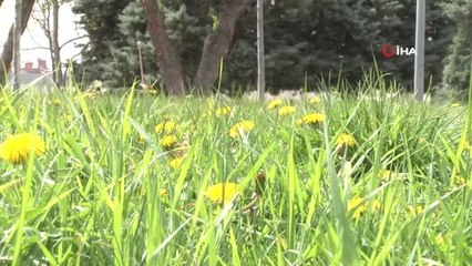 Konya'da 'Diken Kelebekleri' Renkli Görüntüler Oluşturdu