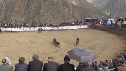 Artvin'de Boğa Güreşi Festivali