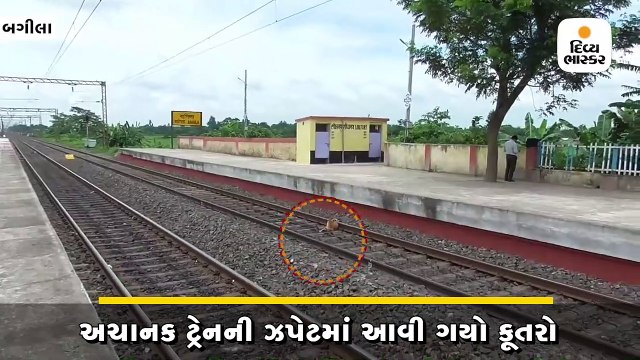 અચાનક ટ્રેનની ઝપેટમાં આવી ગયો કૂતરો,ગંભીર રીતે ઘાયલ થઈ ટ્રેક પર જ પડ્યો હતો ત્યાં જ માનવતાનું ઉત્તમ ઉદાહરણ જોવા મળ્યું