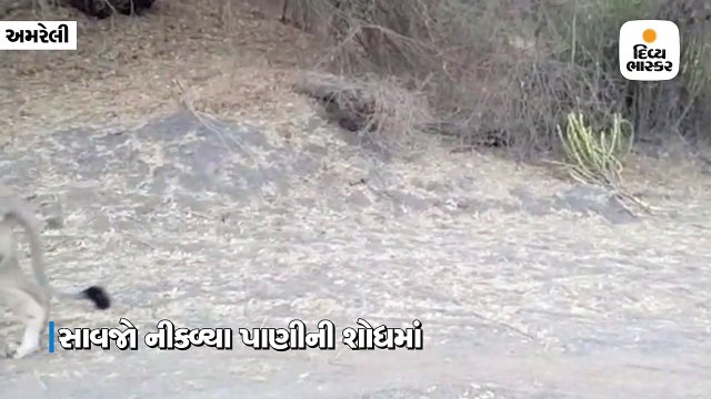 કાળઝાળ ગરમીમાં પાણીની શોધમાં જંગલમાંથી 20 સિંહો બહાર આવ્યા, વીડિયો વાઇરલ