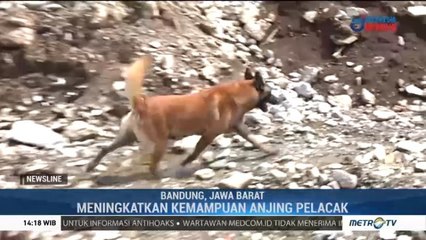 Melatih Anjing SAR Melacak Korban Bencana