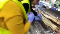 Tráfico ilegal de especies: Inmovilizados en Madrid más de 500 kilos de anguila China