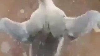 TOP funny duck dancing video...just watch and laugh