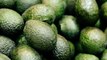 Mexican Hass Avocado Prices Jump 34% Overnight