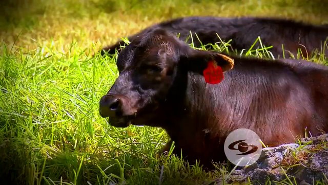 Consecuencias del estrés en animales de carne