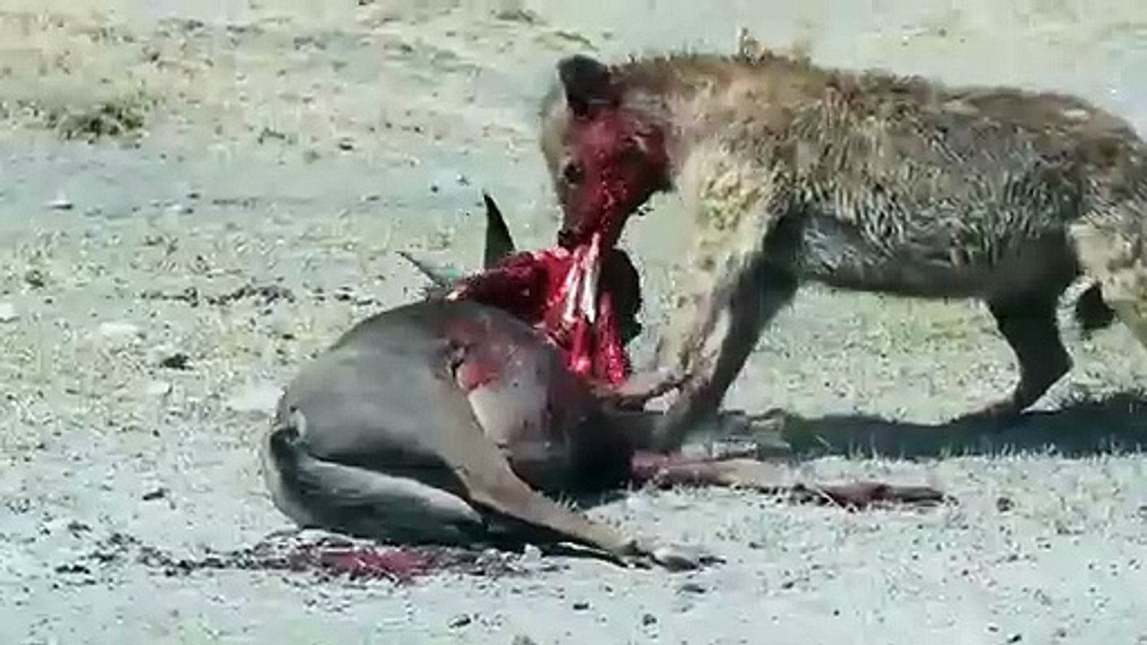 Hyena eats wildebeest alive in NgoroNgoro crater
