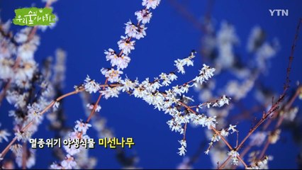 [삼삼오오 우리 숲 이야기] 미선나무 / YTN