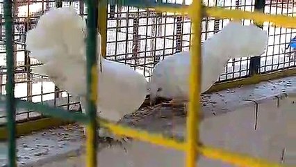 white Dove video. सफेद कबुतर वीडियो। white pigeon video.