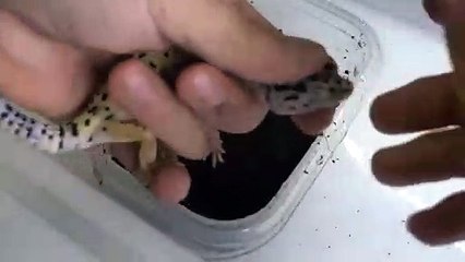 성주출장안마 -후불100%ョØ7Øt7575vØØ69｛카톡GD825｝성주전지역출장마사지샵'예약'성주출장qc안마es성주출장안마 cos여3성주출장마사지황형БГД성주콜걸