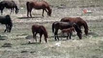 Kars’ta yılkı atları görüntülendi