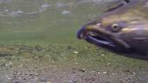 Ecologistas piden pesca sin muerte para salmones y truchas de Asturias ante la crítica situación de las especies en los ríos