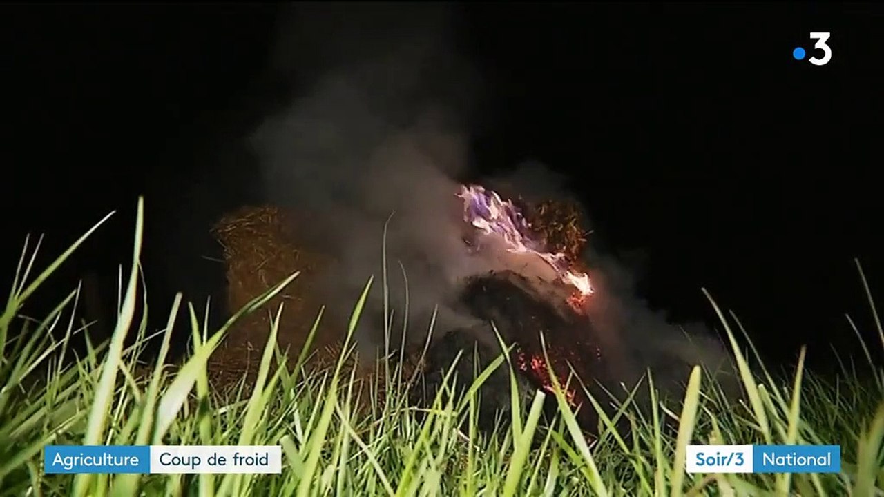 Les vignes et les fruits n'ont pas aimé le coup de froid