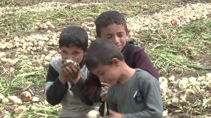 Öğretmen Olmak İsteyen Sıdıka, Soğan Tarlasında Çalışıyor